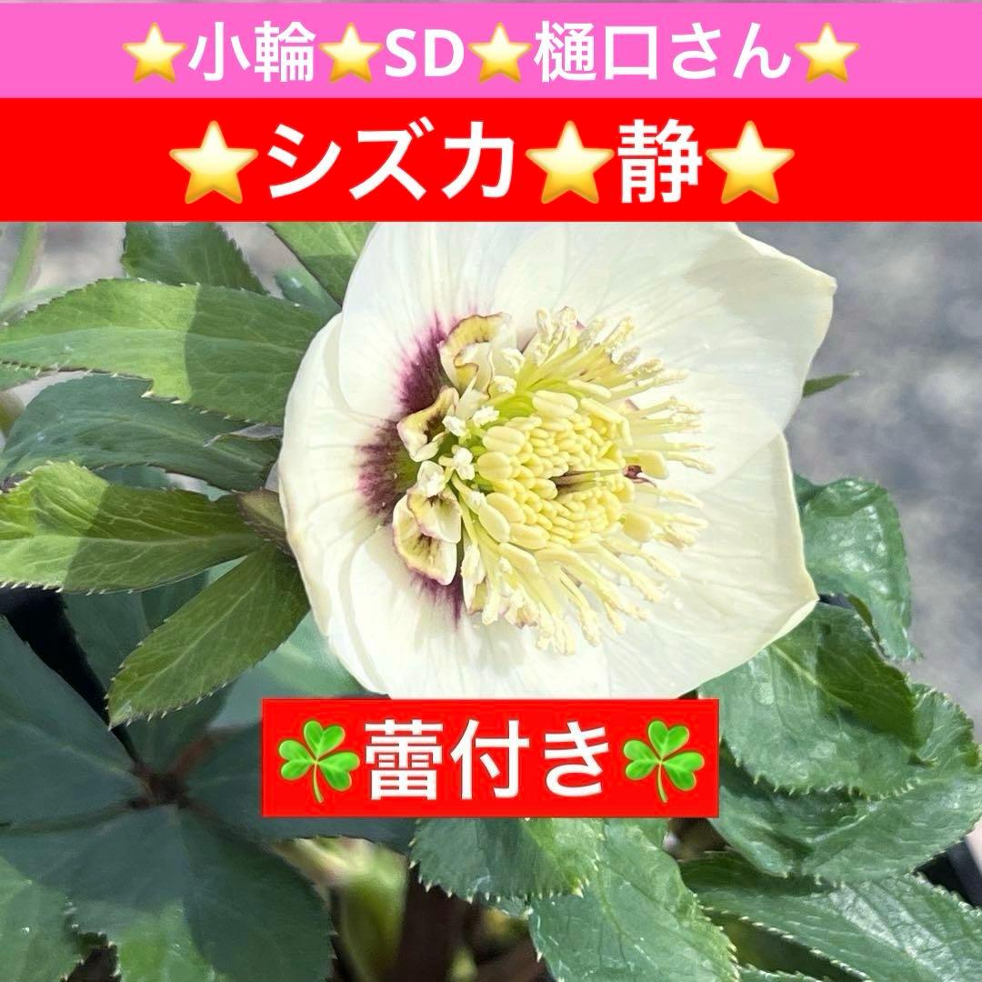 の*ん様 ☘️蕾付き☘️3302⭐️小輪⭐️SD⭐️シズカ⭐️静⭐️樋口さん⭐️