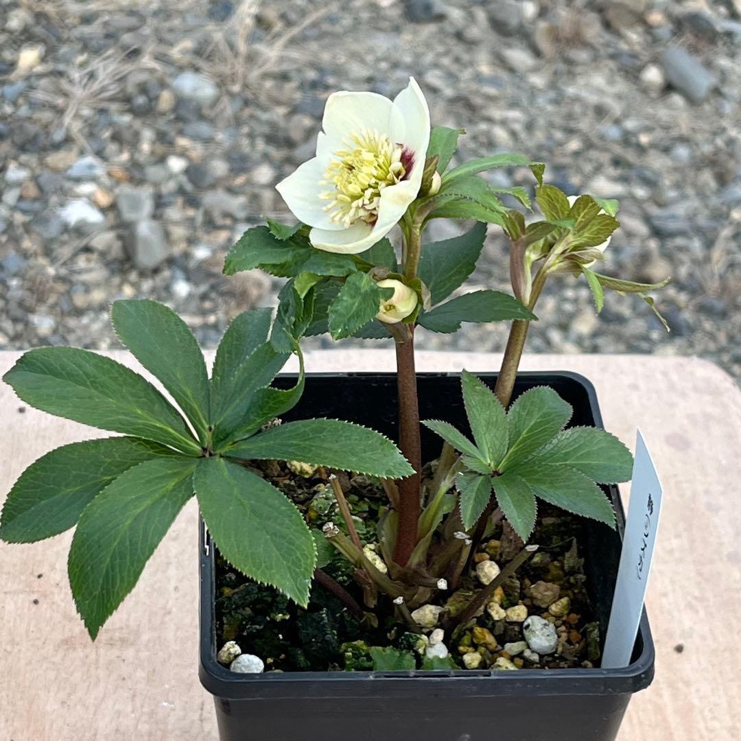 の*ん様 ☘️蕾付き☘️3302⭐️小輪⭐️SD⭐️シズカ⭐️静⭐️樋口さん⭐️