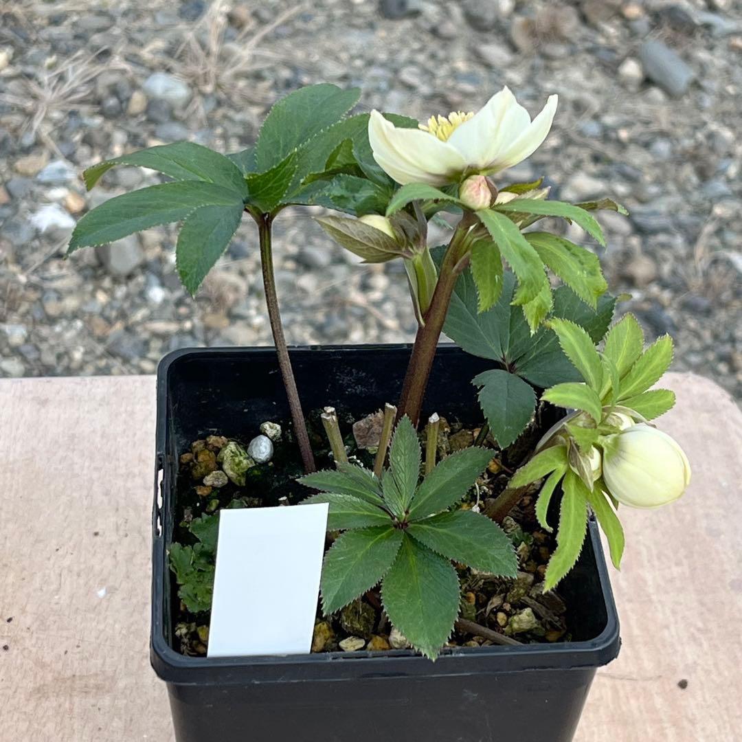 の*ん様 ☘️蕾付き☘️3302⭐️小輪⭐️SD⭐️シズカ⭐️静⭐️樋口さん⭐️