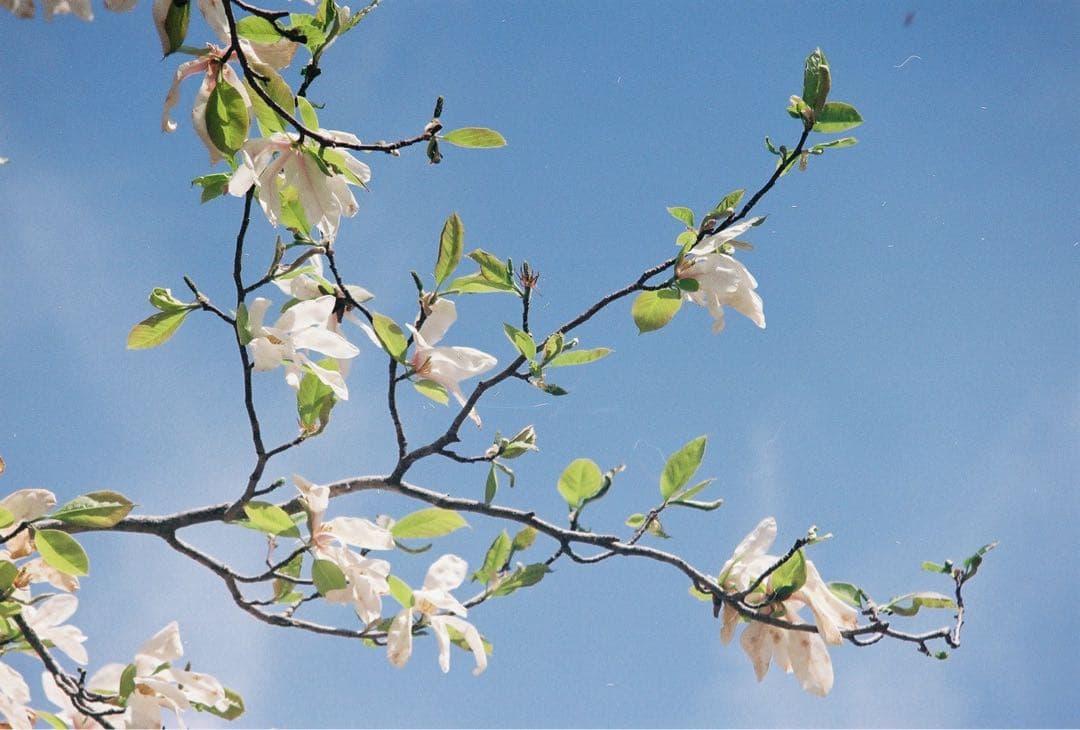 試写済み　取説新品　Canon EOS 7Sフイルムカメラ　視線入力