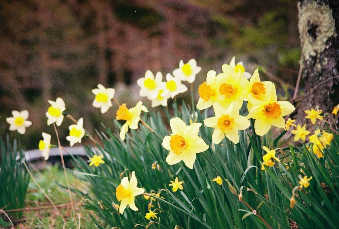 試写済み　取説新品　Canon EOS 7Sフイルムカメラ　視線入力