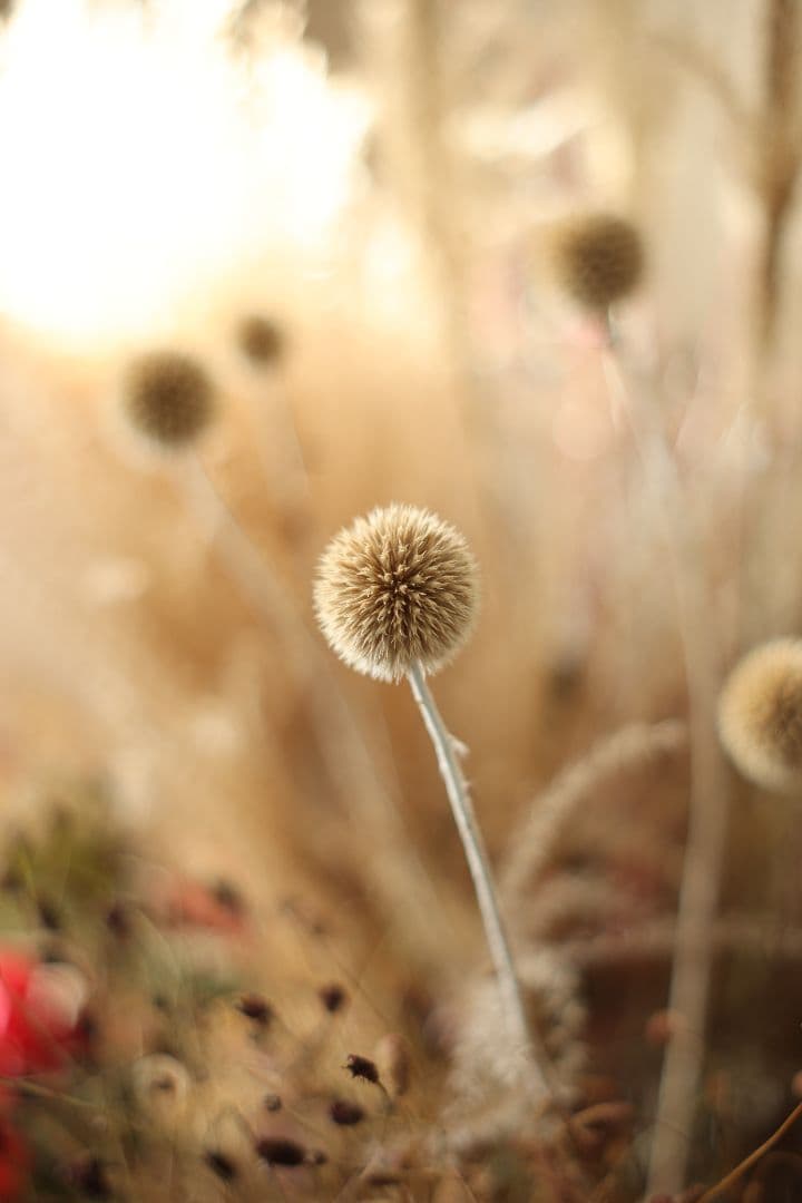 Super-Takumar 55mm F1.8 後期型 美品 【黄変除去済】