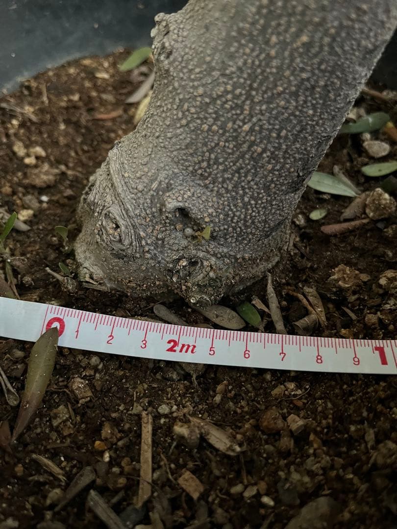 【SOUJU】オリーブの木　ネバディロブランコ　幹極太　No.14 9号鉢