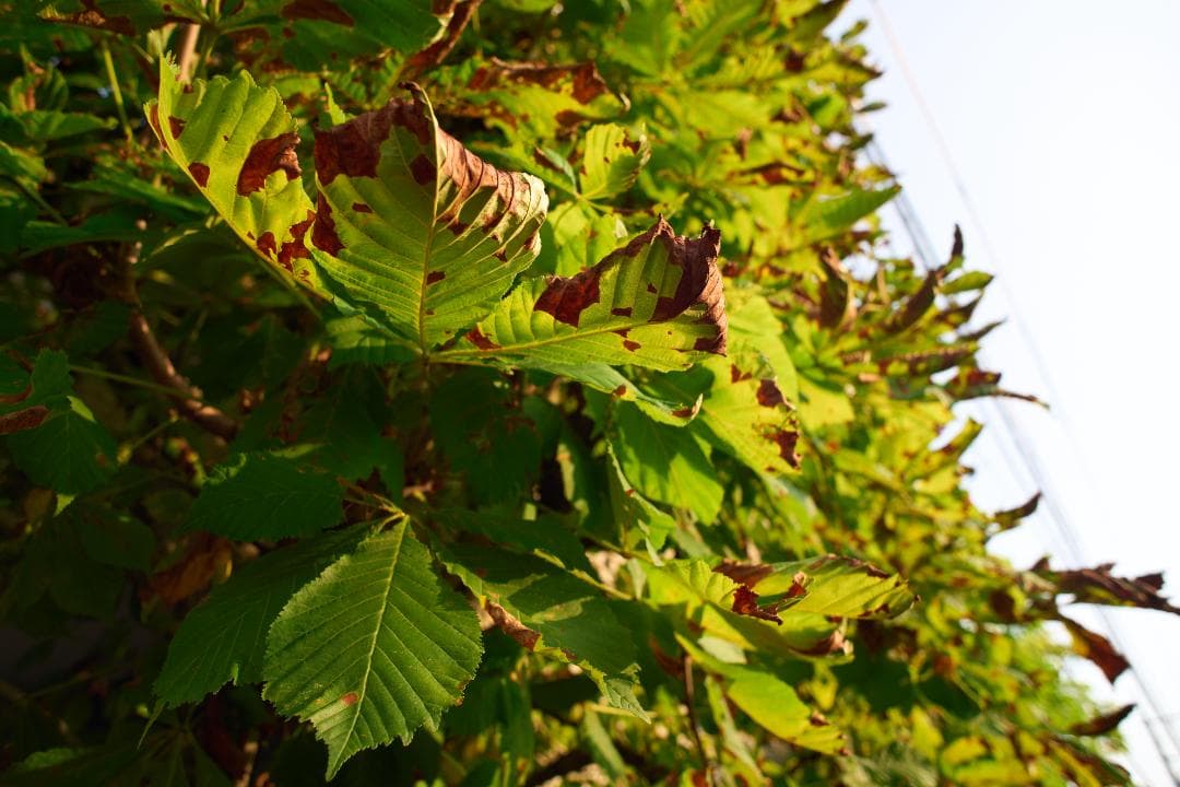 フィルムカメラ CANON FD 24mm F2.8 S.S.C.