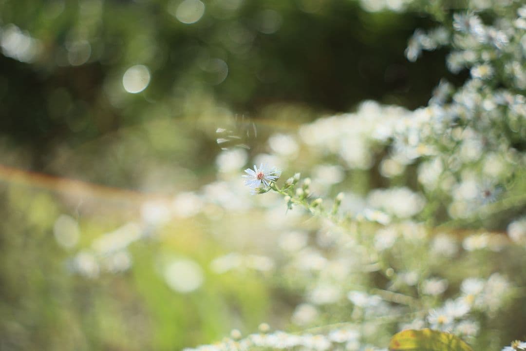 YASHICA AUTO YASHINON-DX 50mm F2 【光学美品】