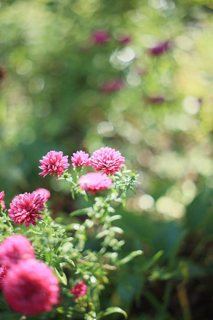 YASHICA AUTO YASHINON-DX 50mm F2 【光学美品】