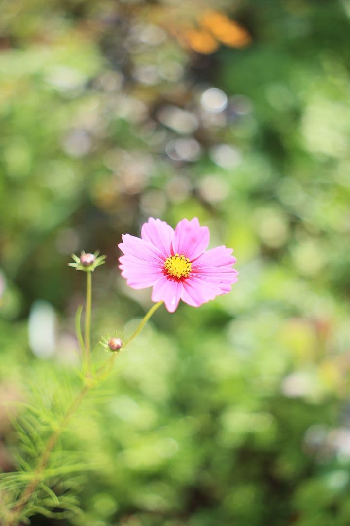 YASHICA AUTO YASHINON-DX 50mm F2 【光学美品】