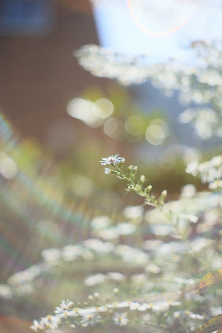 YASHICA AUTO YASHINON-DX 50mm F2 【光学美品】