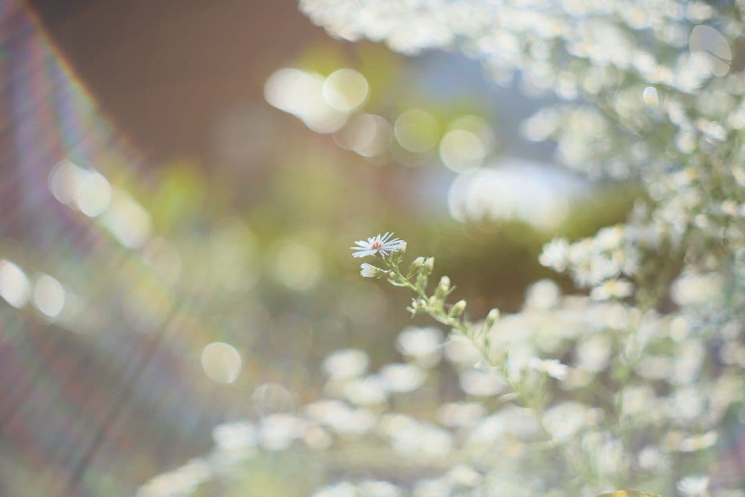 YASHICA AUTO YASHINON-DX 50mm F2 【光学美品】