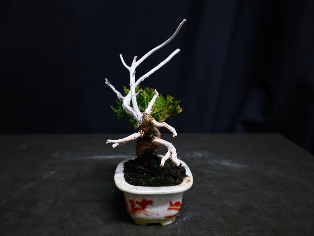 真柏　小品盆栽　天神　ジン　シャリ　盆栽　ミニ盆栽