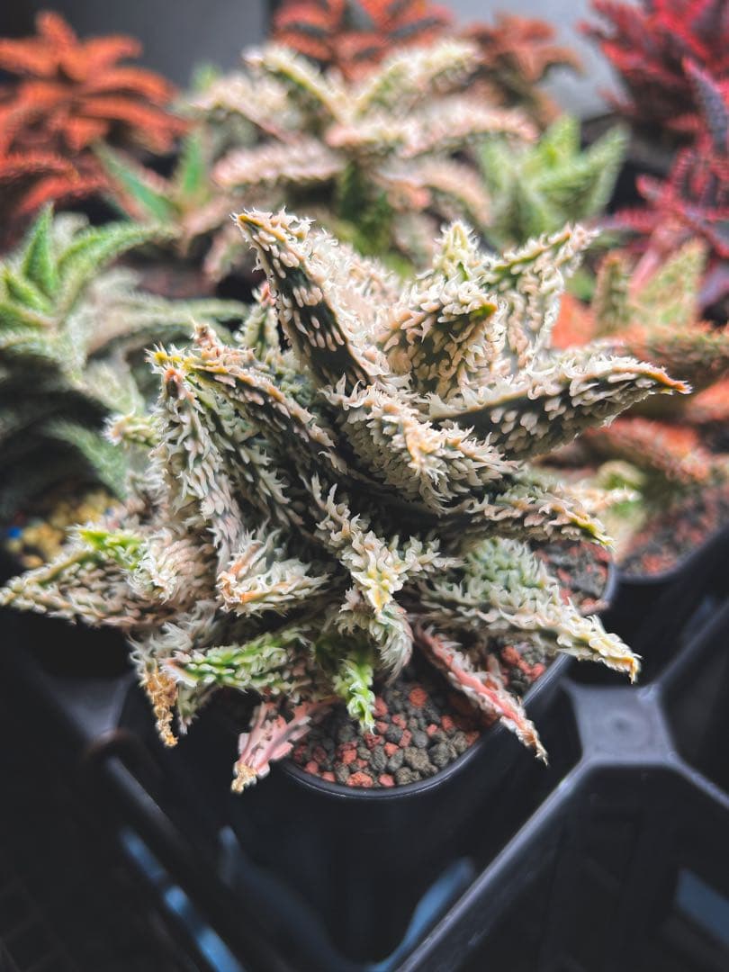 【子株5、6付き】アロエ ハイブリッド / aloe hyb