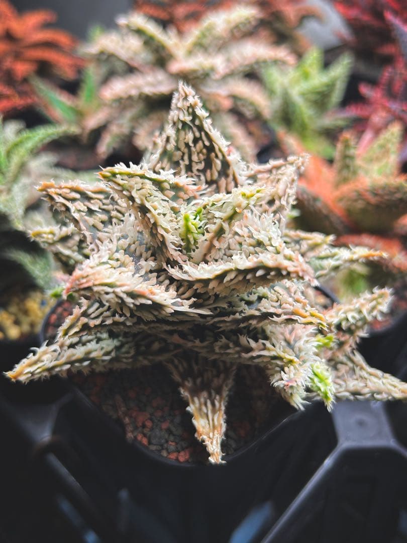 【子株5、6付き】アロエ ハイブリッド / aloe hyb