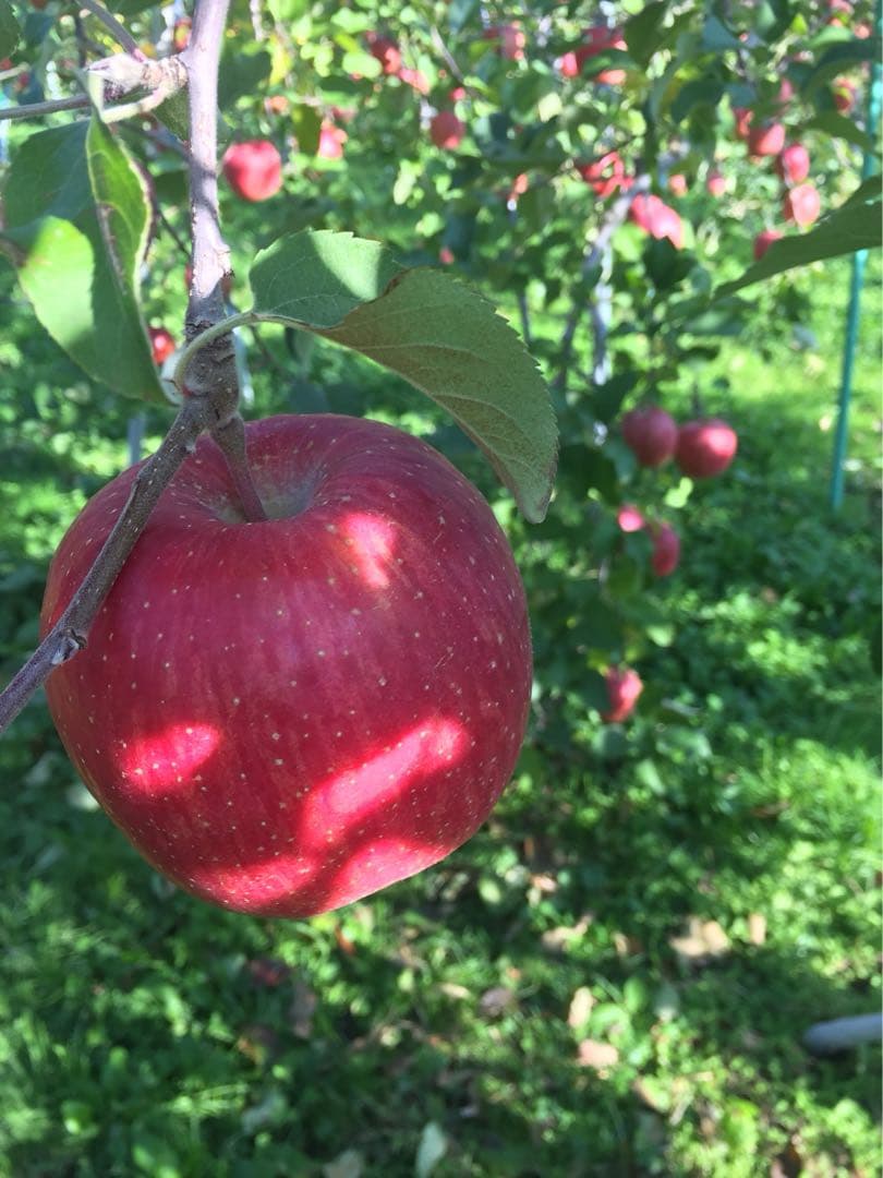 rin121121ページ　サンふじ　贈答用　農家直送