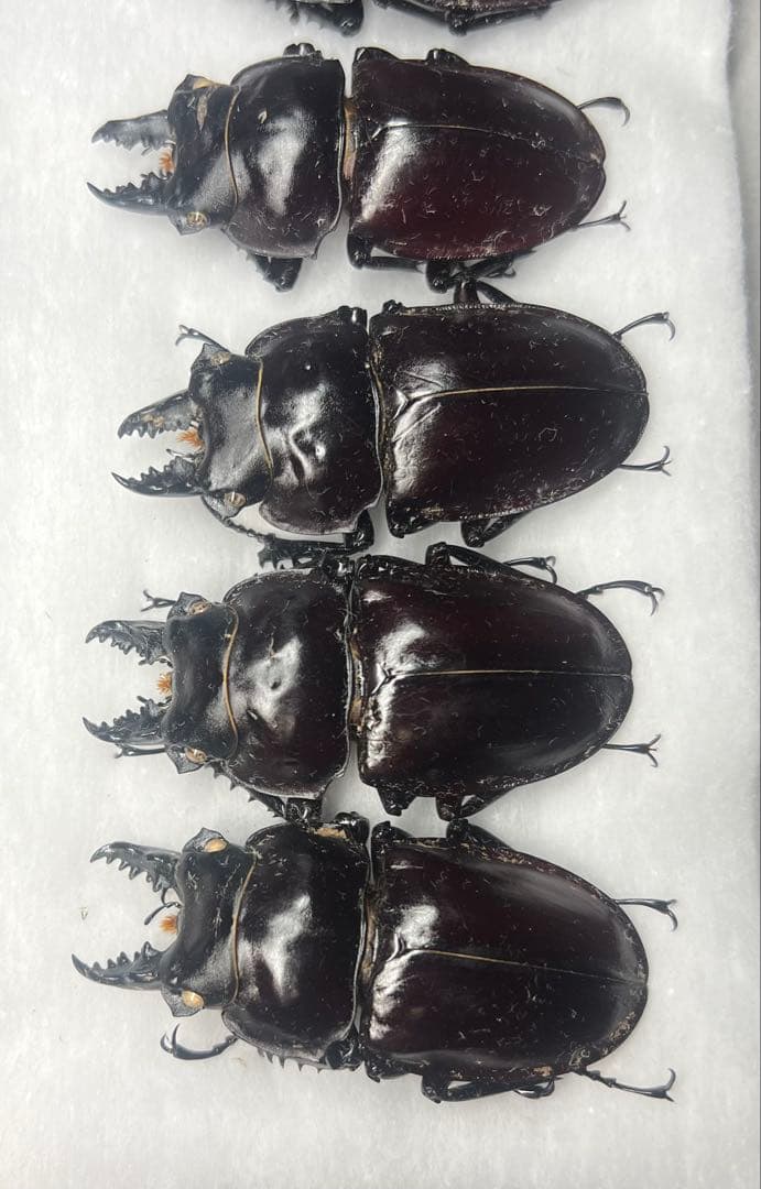 ヤエヤママルバネクワガタ標本♂5頭セット