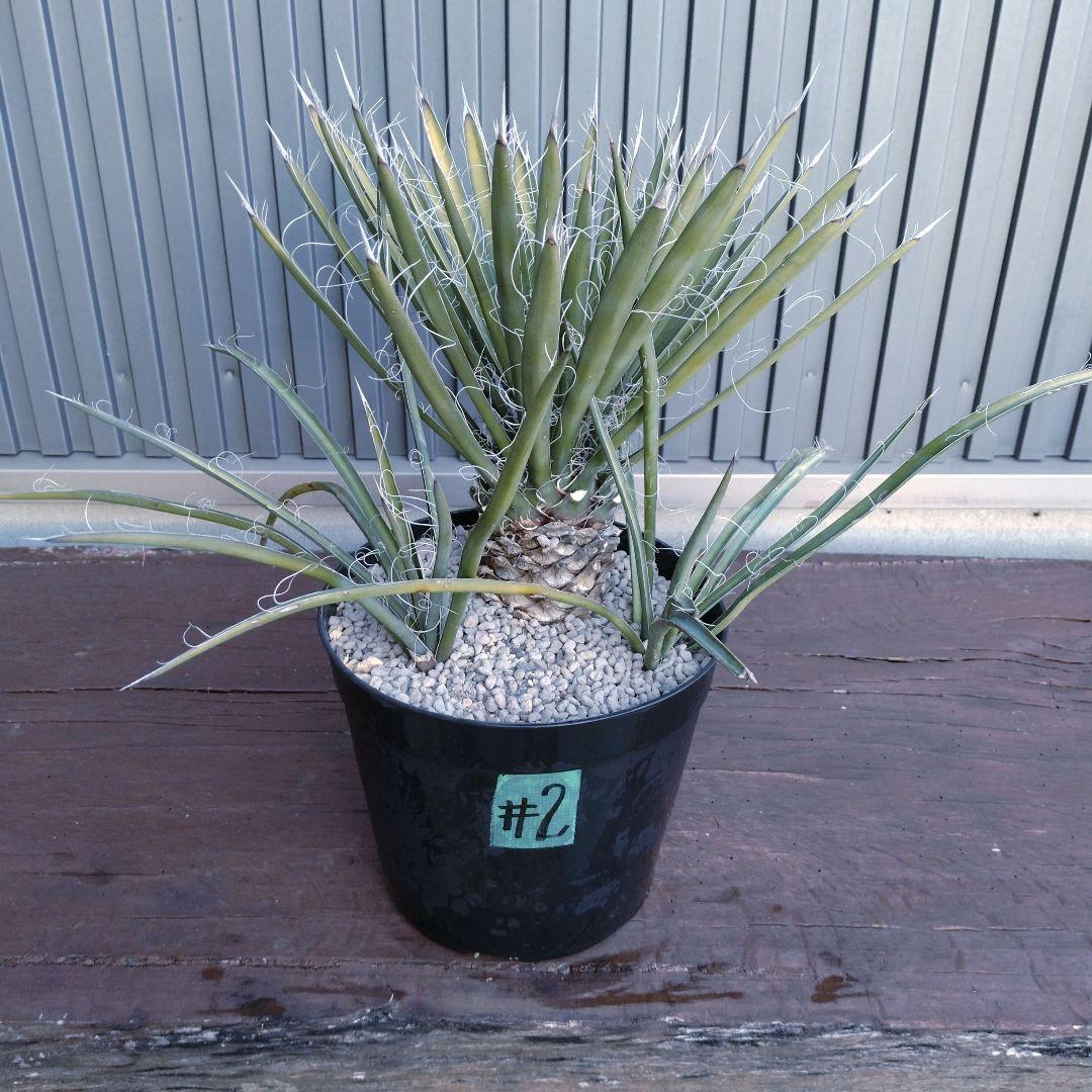 #2 ユッカフィリフェラ （Yucca Filifera）3頭株 発根済