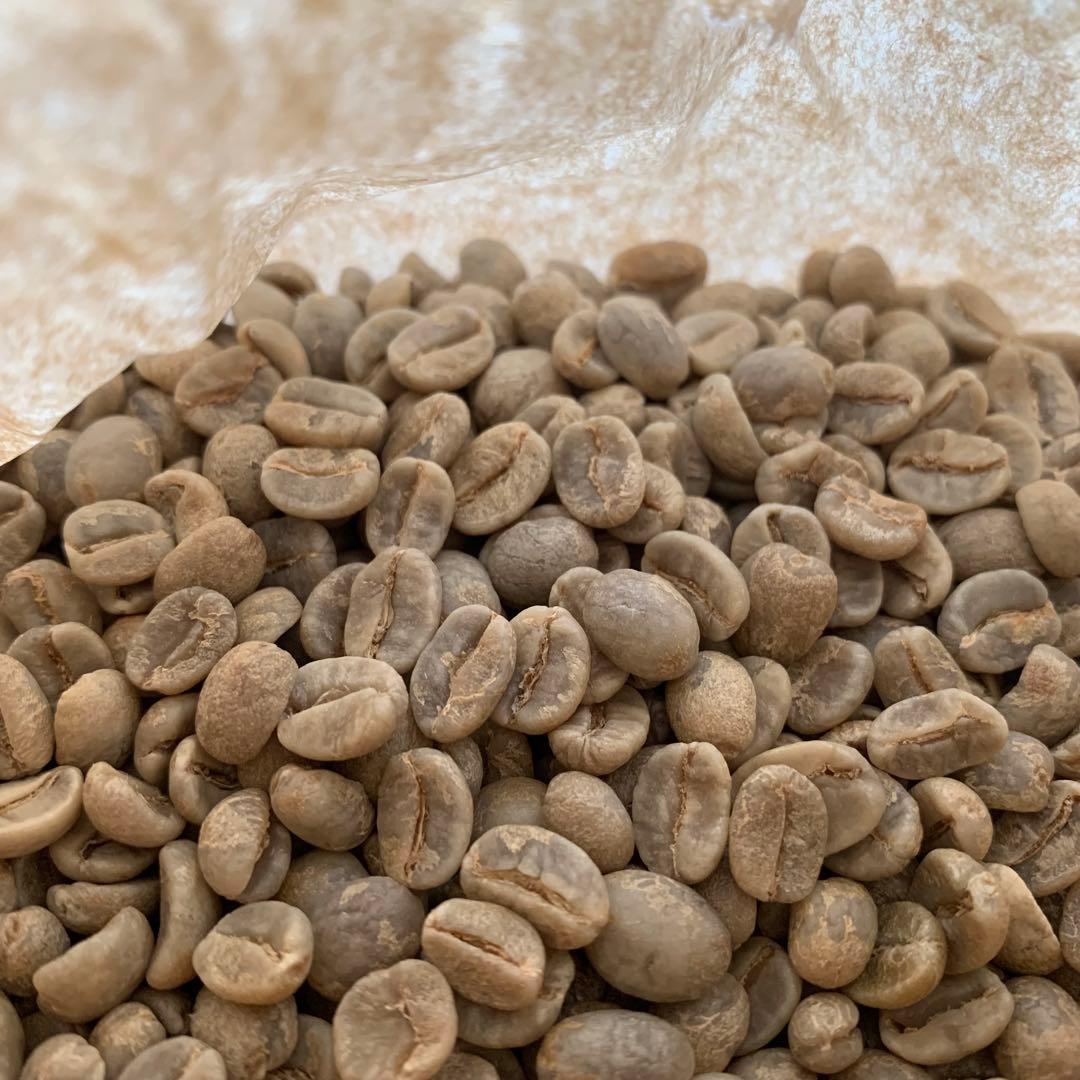 コーヒー生豆 タイ　9kg ハンドピック済み