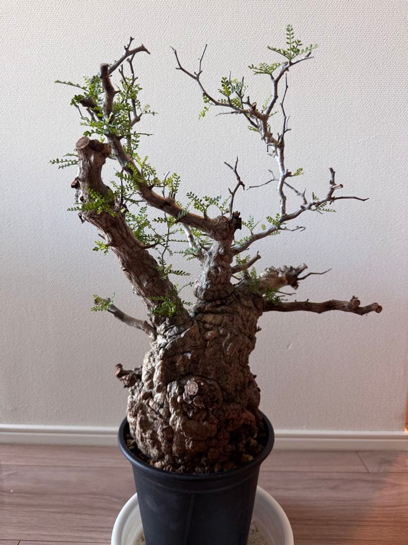 「おしるこ様限定！のため、他の方は購入をご遠慮ください。