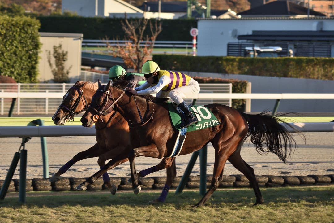 レンズ(ズーム) SIGMA 150-500mm F5-6.3 DG OS APO HSM