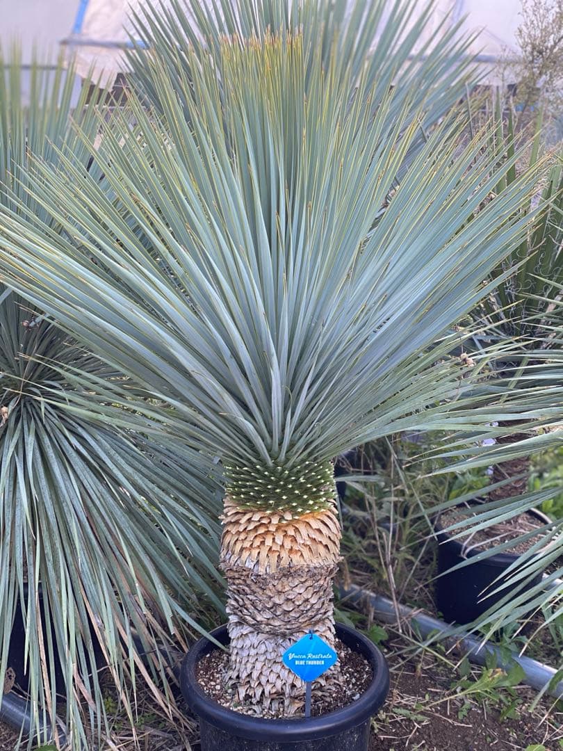 ⭐︎初売り⭐︎ロストラータ　ブルーサンダー