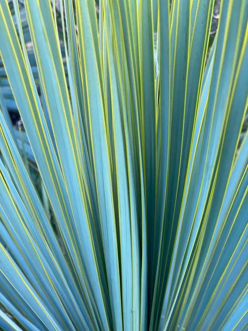 ⭐︎初売り⭐︎ロストラータ　ブルーサンダー