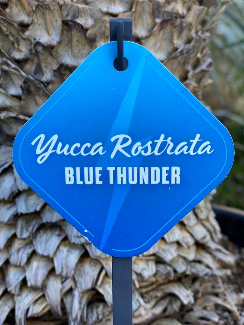 ⭐︎初売り⭐︎ロストラータ　ブルーサンダー