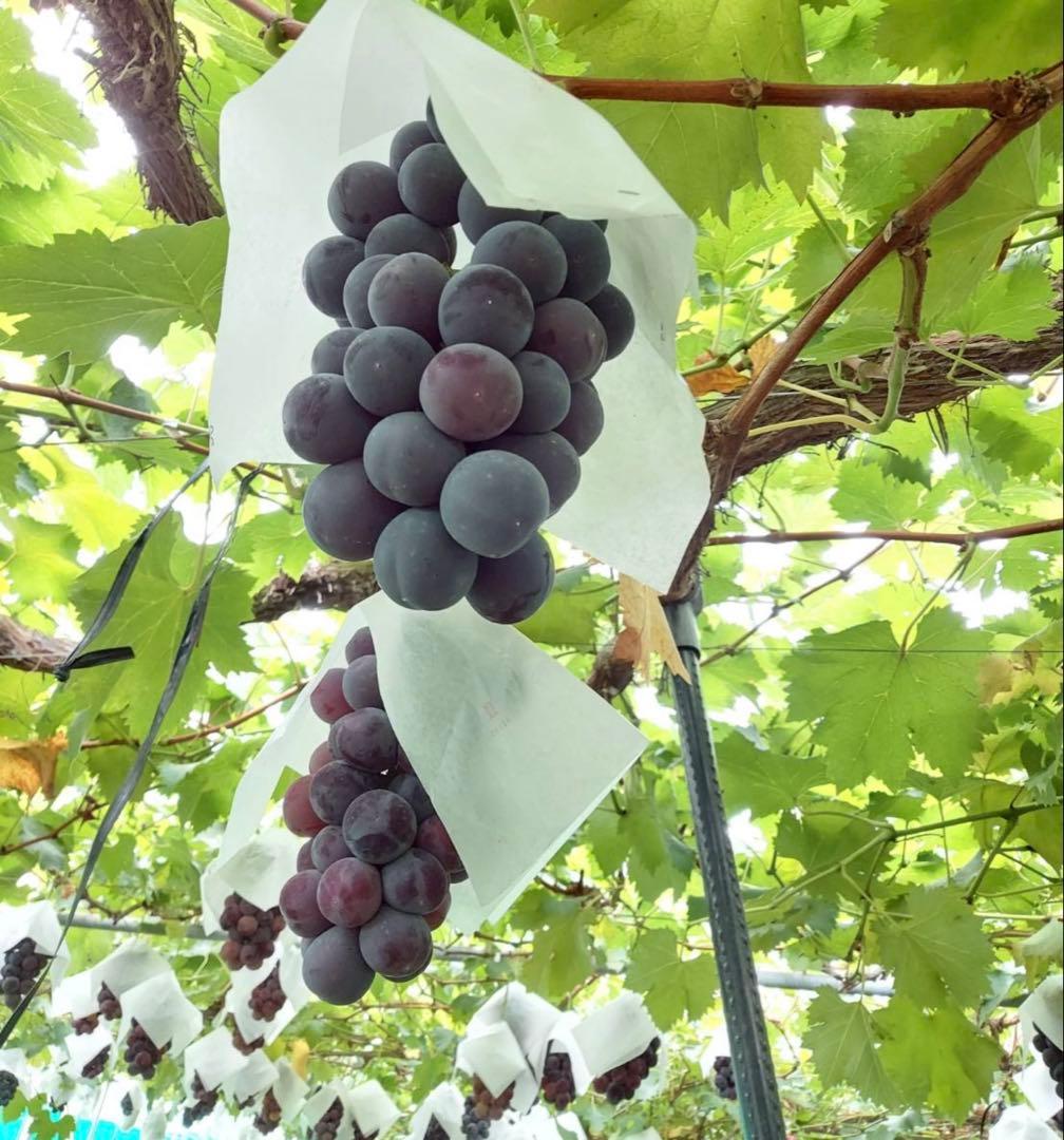 ★KANA★クール便★山形県産　ピオーネ　粒　10キロ　ご家庭用