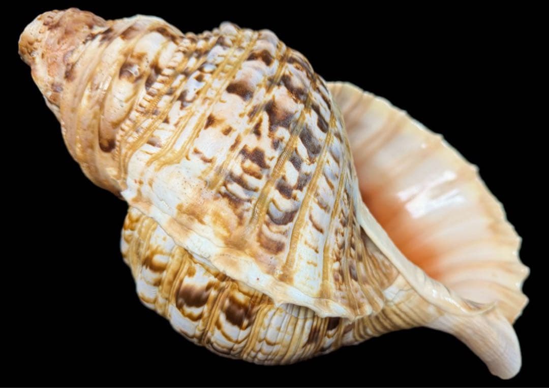 法螺貝 特大 38cm級 重量級 約1.1kg 極美品 ホラガイ ホラ貝 ほら貝