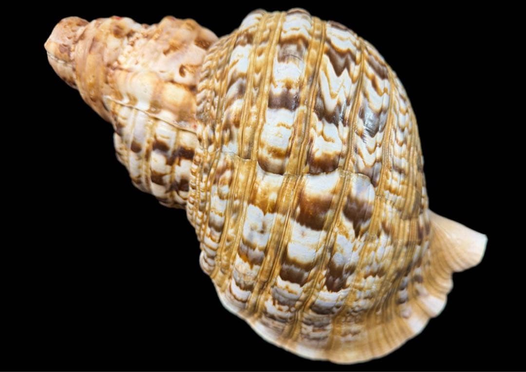 法螺貝 特大 38cm級 重量級 約1.1kg 極美品 ホラガイ ホラ貝 ほら貝