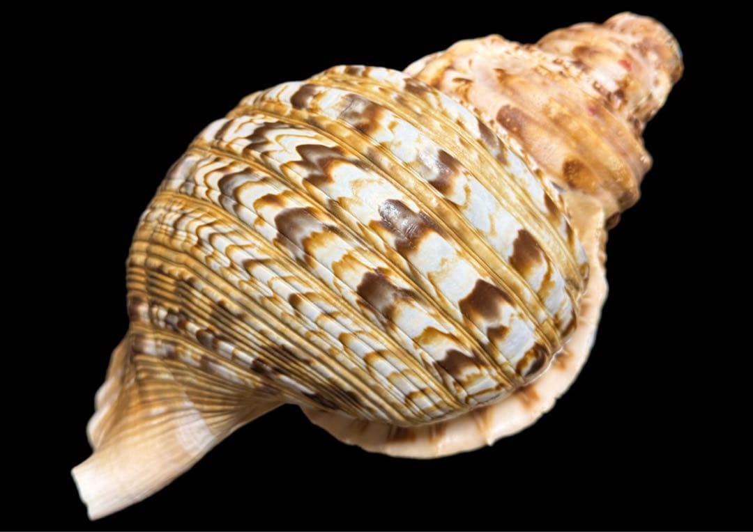 法螺貝 特大 38cm級 重量級 約1.1kg 極美品 ホラガイ ホラ貝 ほら貝