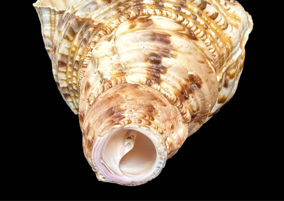 法螺貝 特大 38cm級 重量級 約1.1kg 極美品 ホラガイ ホラ貝 ほら貝