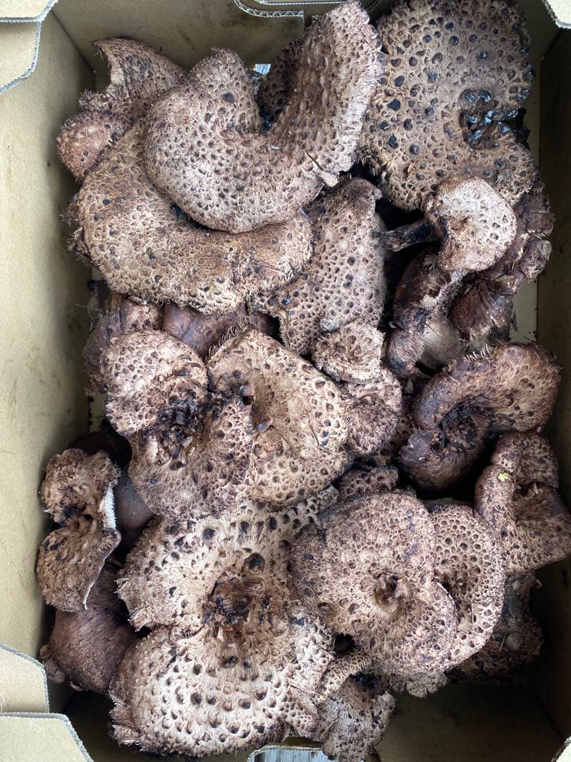 香茸　コウタケ　2.5キロ