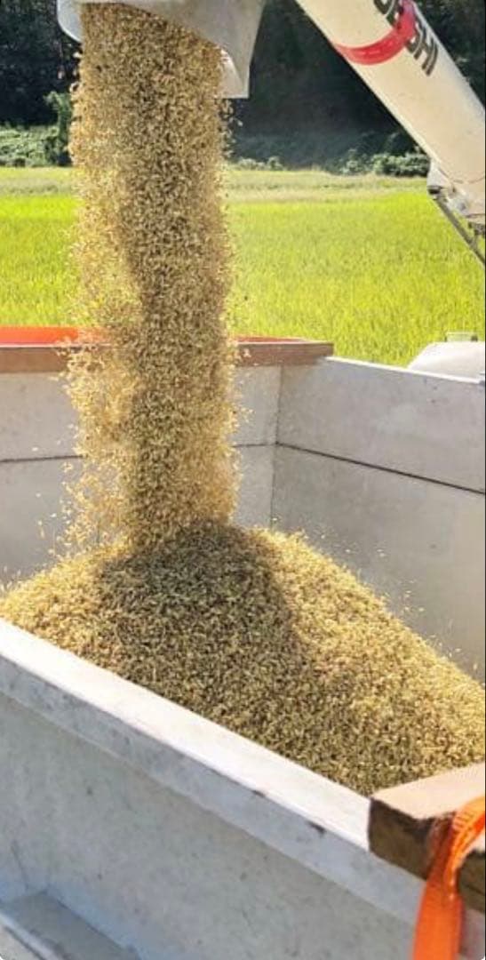 令和7年度産　山口県産（新米）10kgコシヒカリ　白米/玄米　農家直送　送料無料