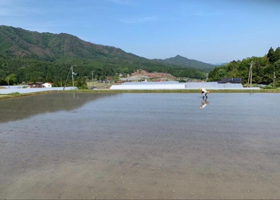 令和7年度産　山口県産（新米）10kgコシヒカリ　白米/玄米　農家直送　送料無料