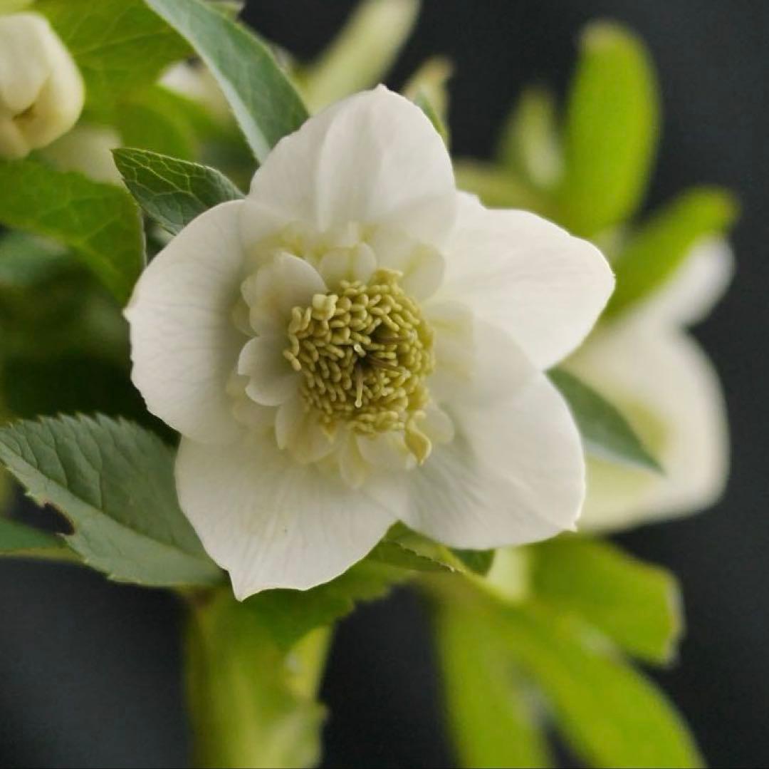 4655 整形オフホワイトセミダブルクリスマスローズ　開花株