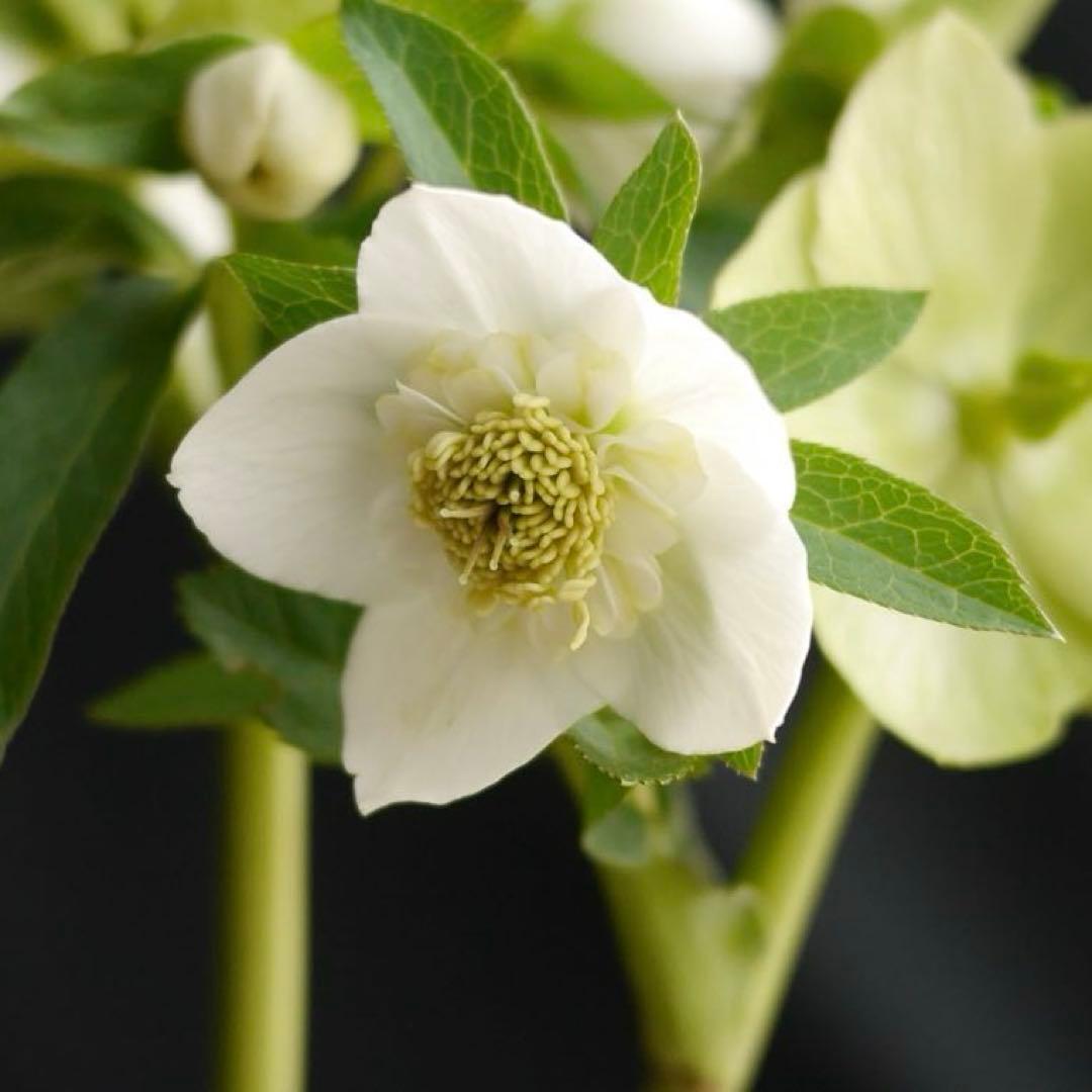 4655 整形オフホワイトセミダブルクリスマスローズ　開花株