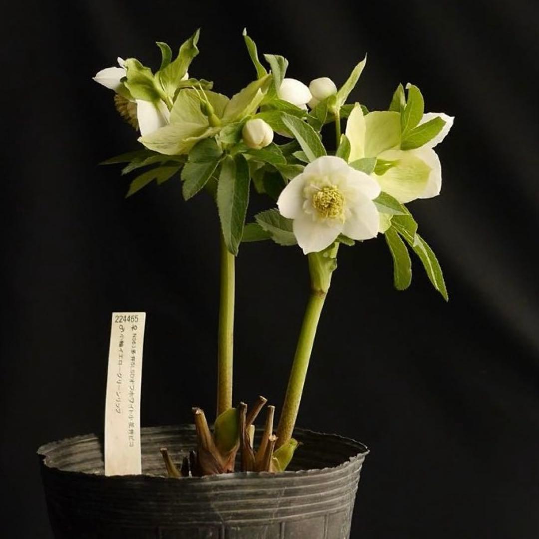4655 整形オフホワイトセミダブルクリスマスローズ　開花株