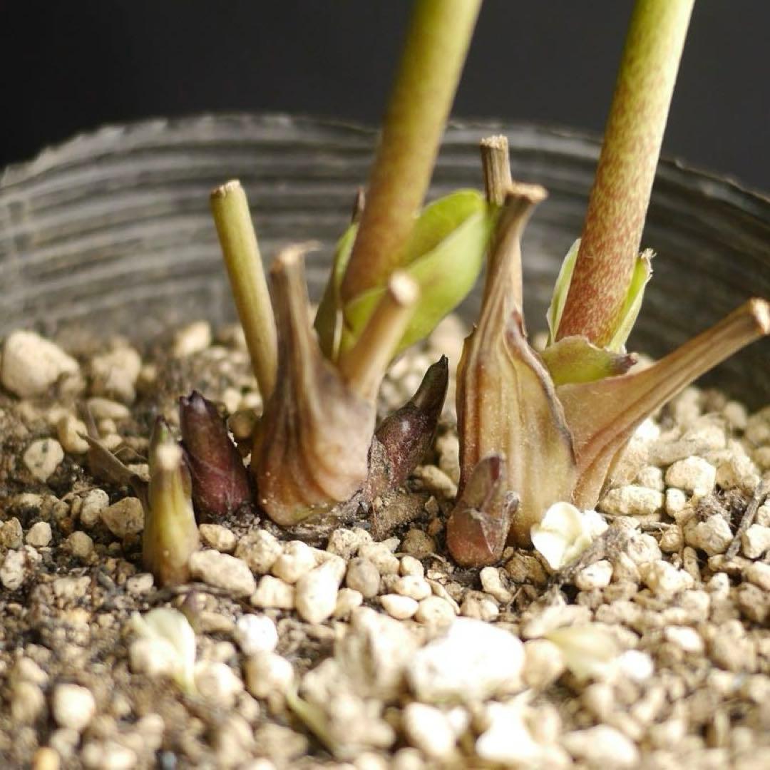 4655 整形オフホワイトセミダブルクリスマスローズ　開花株