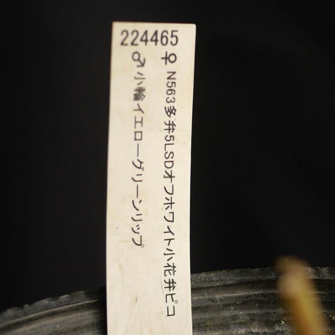 4655 整形オフホワイトセミダブルクリスマスローズ　開花株