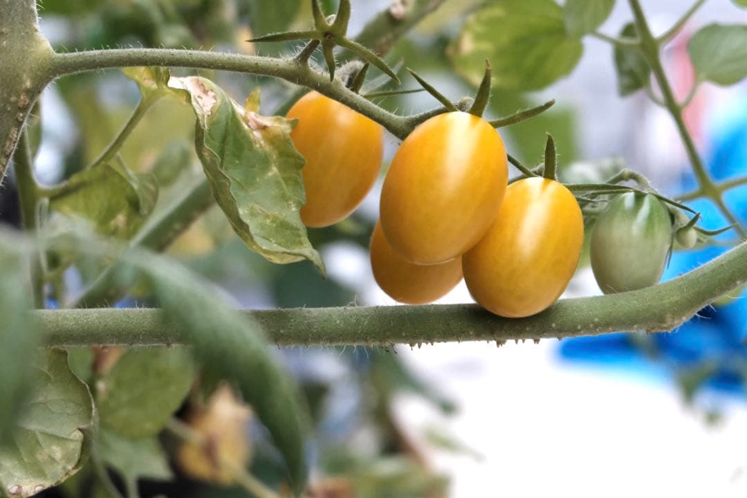 Fujinon EBC XC 16-50mm ズームレンズ