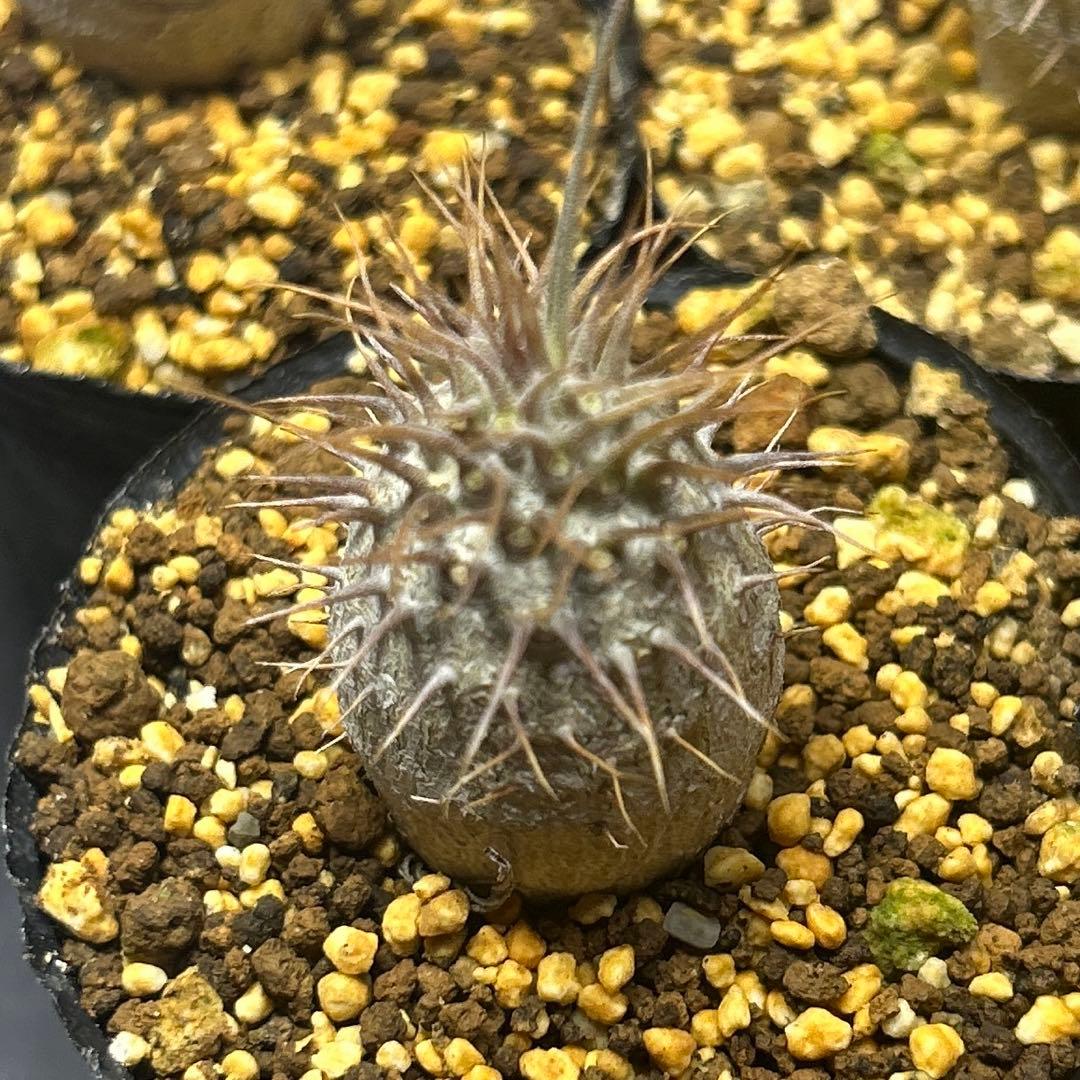 うめめ　様　確認専用です。