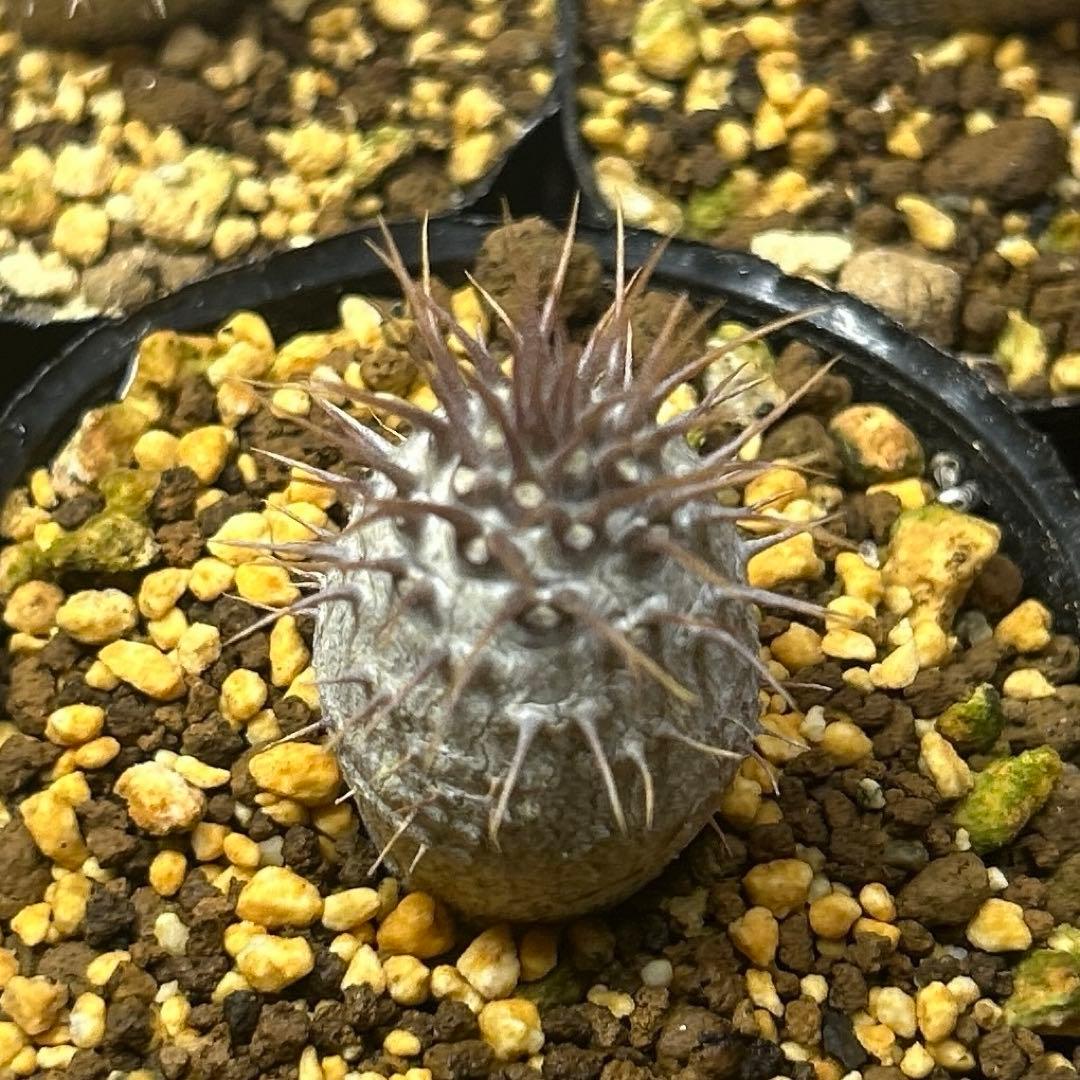 うめめ　様　確認専用です。