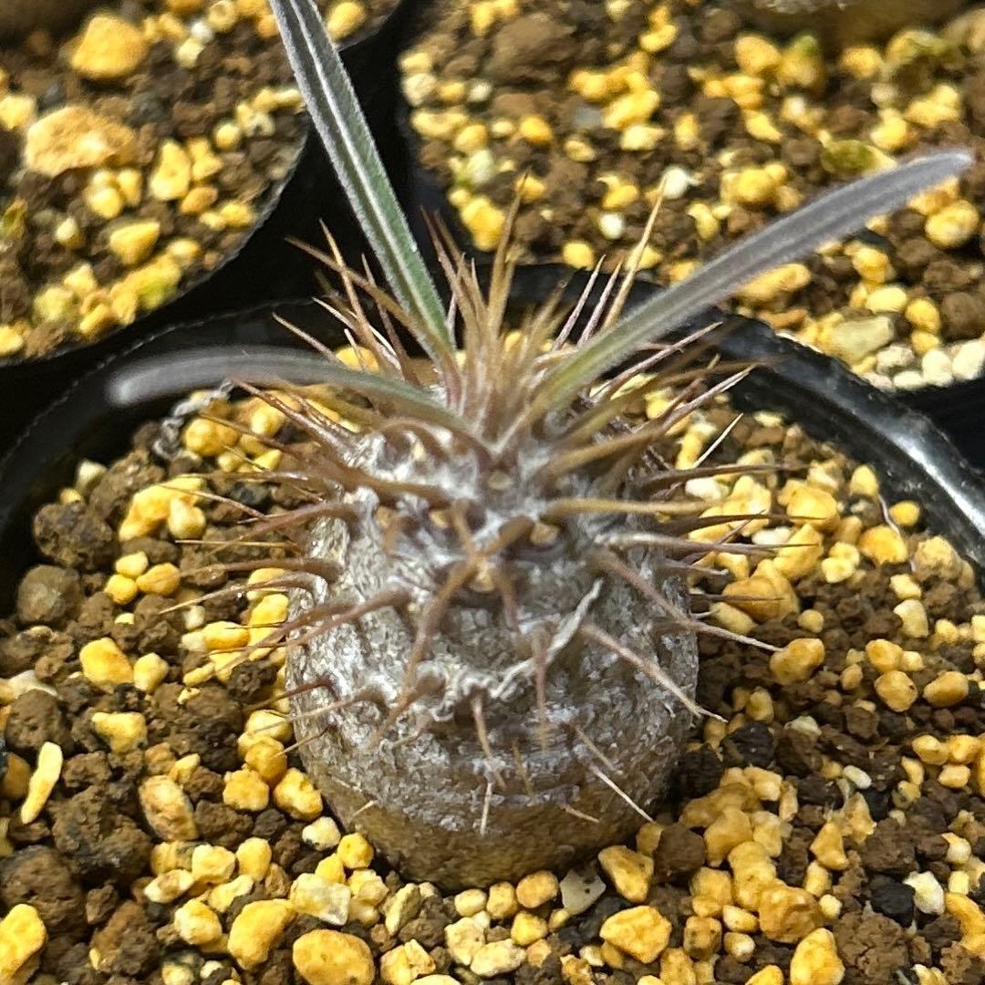 うめめ　様　確認専用です。