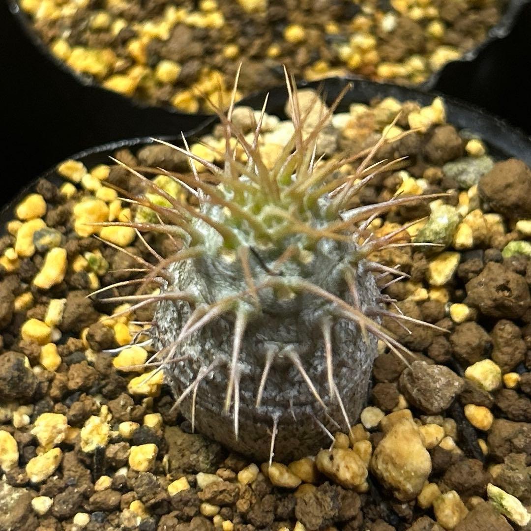 うめめ　様　確認専用です。