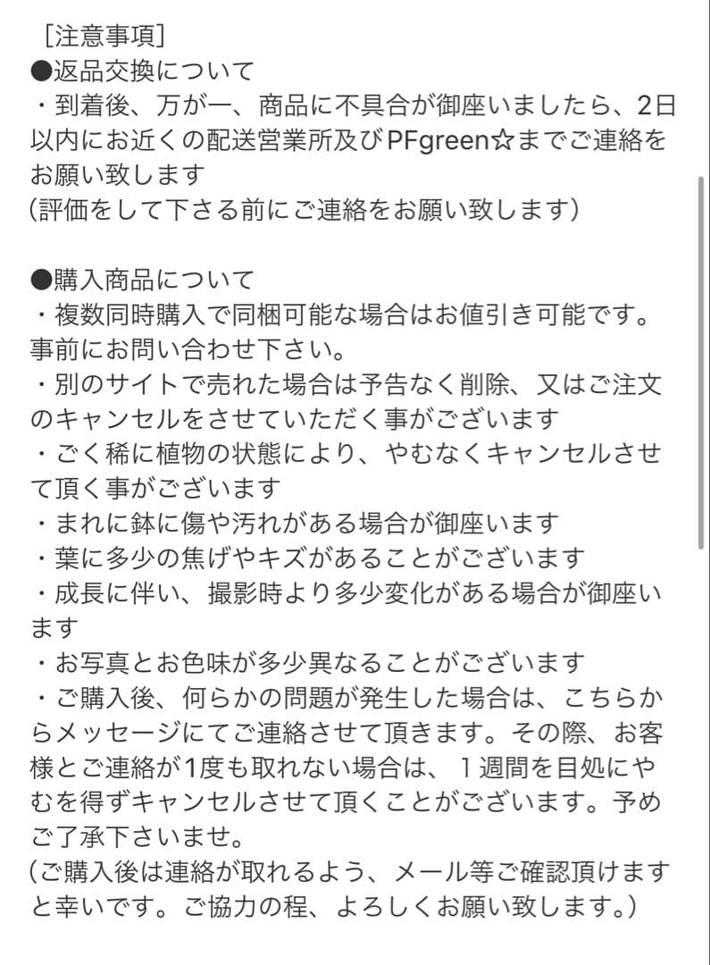 ［現品］33番　パキラ　編み込み　8号　観葉植物　おしゃれ　室内　大型　ねじり