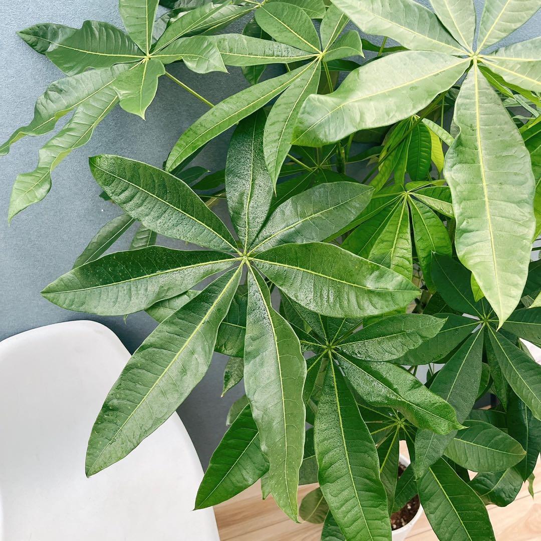 ［現品］33番　パキラ　編み込み　8号　観葉植物　おしゃれ　室内　大型　ねじり