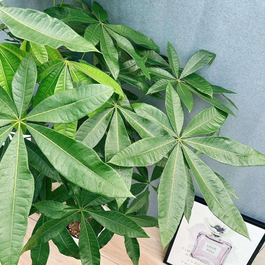 ［現品］33番　パキラ　編み込み　8号　観葉植物　おしゃれ　室内　大型　ねじり