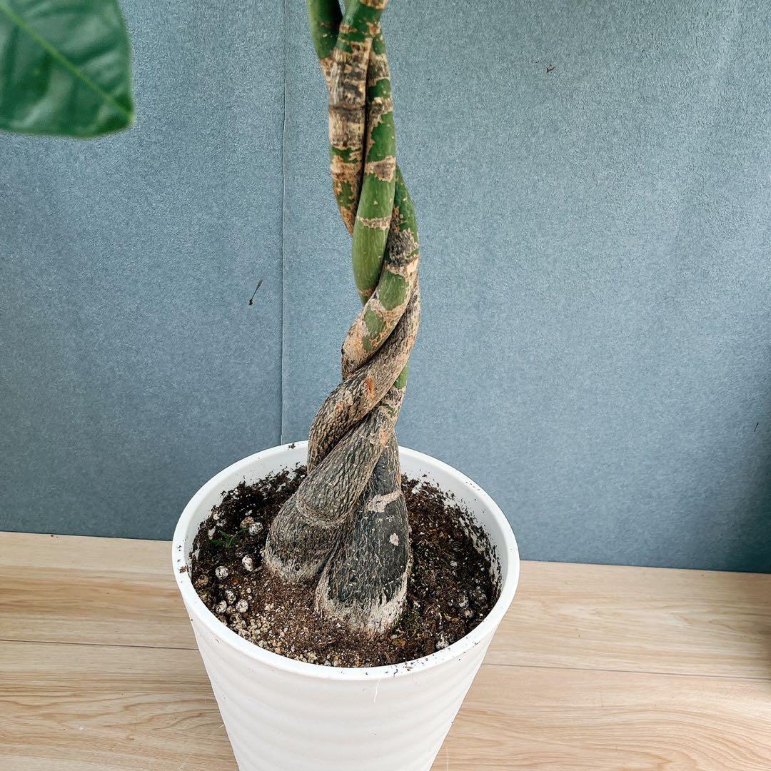 ［現品］33番　パキラ　編み込み　8号　観葉植物　おしゃれ　室内　大型　ねじり