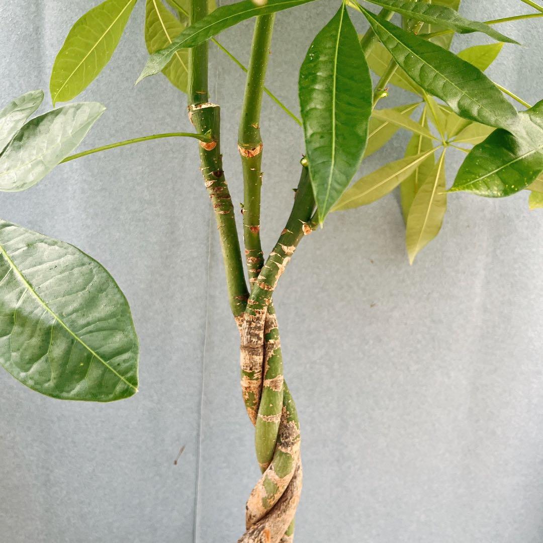 ［現品］33番　パキラ　編み込み　8号　観葉植物　おしゃれ　室内　大型　ねじり