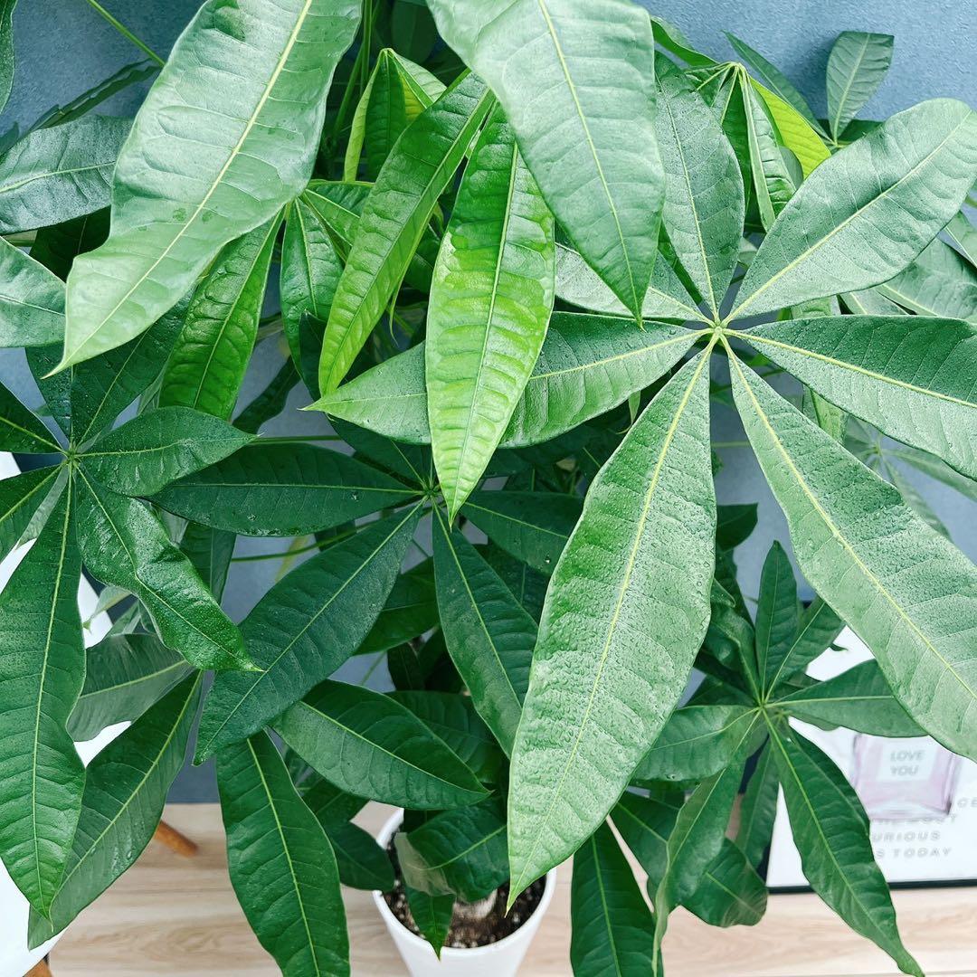 ［現品］33番　パキラ　編み込み　8号　観葉植物　おしゃれ　室内　大型　ねじり