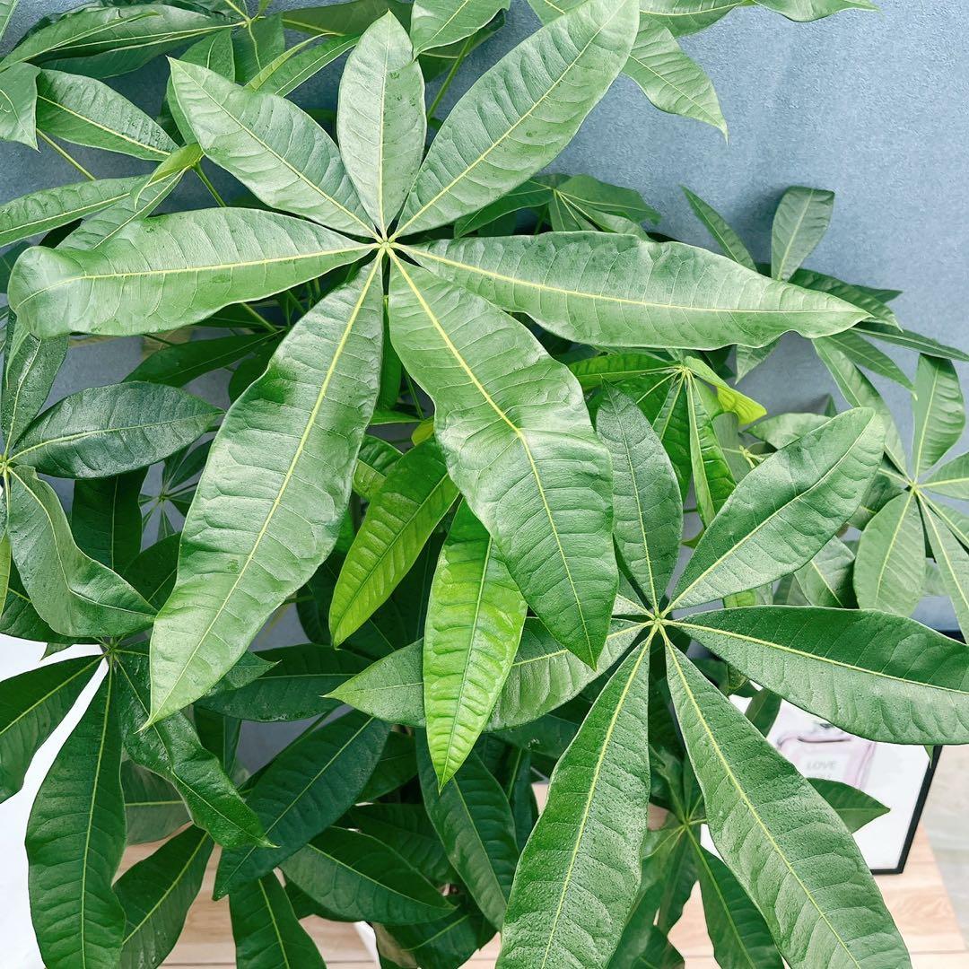 ［現品］33番　パキラ　編み込み　8号　観葉植物　おしゃれ　室内　大型　ねじり